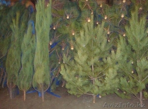 Продам ЕЛКИ в АСТАНЕ!оптом и в розницу! НЕДОРОГО!  #805231