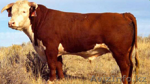 КРС Казахская белоголовая #808696