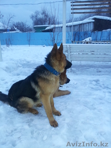 Немецкая овчарака #813593