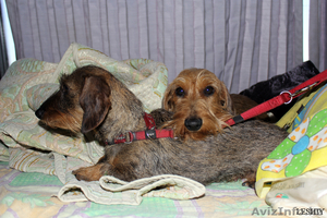 Такса миниатюрная жесткошерстная п-к 