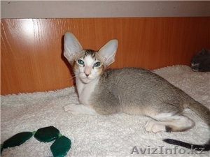 Ориентальные,  британские котята #811632