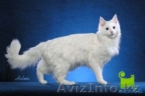 куплю кота,  недорого #815375