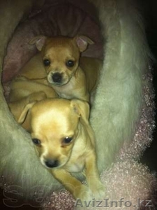 Той терьеры!Продам!Срочно! #801246