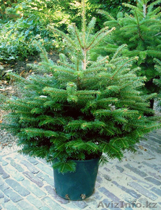 Продажа саженцов - сосны,  березы,  ели (сибирь,  тянь-шань,  европа). #802134