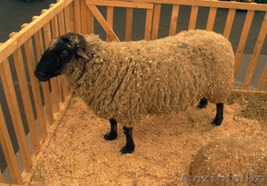 Продам Молодого барана #803400