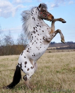 Продаем пони любых пород #801070