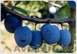 Саженцы перспективных фруктовых культур для интенсивного садоводство #804411