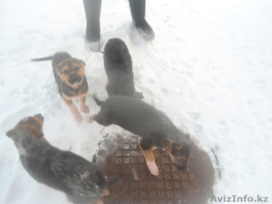 Возьми себе друга #813196