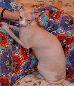 Продам кота породы сфинкс.Недорого! #803682
