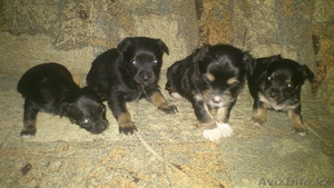 Продам забавных щенят #800764