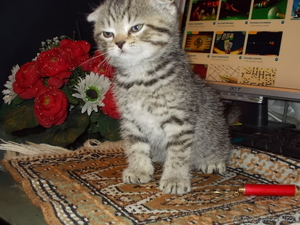 Чудесный Вислоухий Котёнок #815194