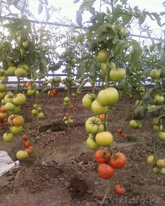 Действующая теплица S-600 м2 #813708