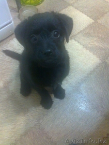 отдам в хорошие руки щенка-кобель (звонок) 2, 3 месяца #809262