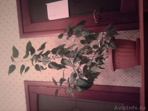 растения комнатные #806717