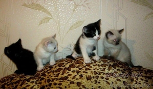 Отдадим котят в добрые руки! #809466