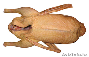 Продам гусей оптом #809064