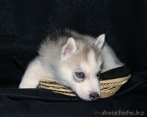 Сибирский хаски. #803348