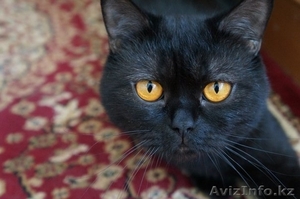 Отдам британского кота в добрые руки! #807421