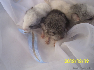 малыши шиншиллы #810579