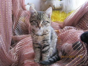 дарю безвозместно котенка #806378