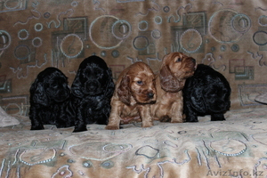 щенки Англ.кокер спаниель #805174