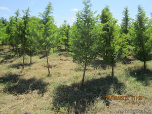 Метасеквойя,  дерен белый продадим #814435