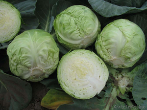 Голландские семена капусты #787747