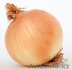 Продам лук репчатый - оптом -  сорт Каратал!  #813760