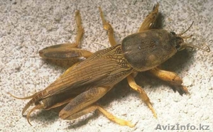 Продаю медведки для эффективного лечения туберкулеза. #807568