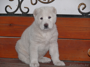 продам щенка алабай элитных кровей #811612