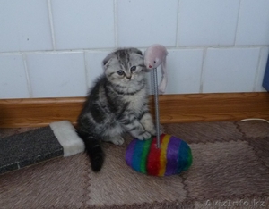 Котенок  вислоухий (скоттиш фолд)девочка - милашка #805292