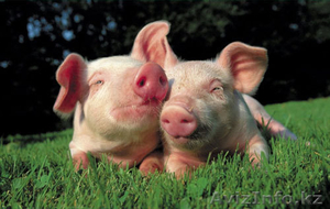 Поросята 2-х и 3-х месячные #803385