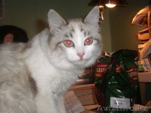 Милашка ищет себе дом #809819