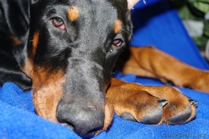 Продам щенка Добермана от ИнтерЧемпионов,  РКФ #804799