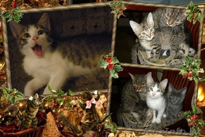 Пушистикам нужны родители #809813