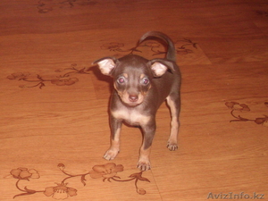 Щенки русского тоя.Редкого шоколадного окраса. #829674