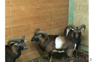 Продадим архаров #825163