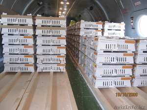 Инкубационное яйцо,  суточные цыплята #825306