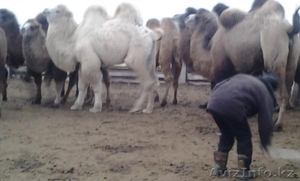 Продаем двугорбых верблюдов #825328