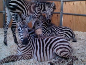 Продаем зебр из питомника #819319