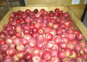 овощи и фрукты оптом #825617