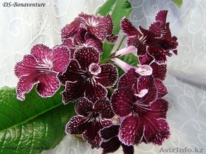 Стрептокарпусы и миниатюрные фиалки #832196