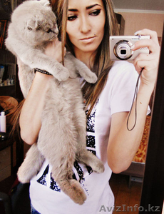 вислоухий шотландец (без родословной) ищет кошечку #825774