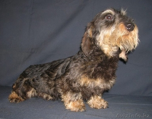 щенки таксы с родословной из питомника #827148