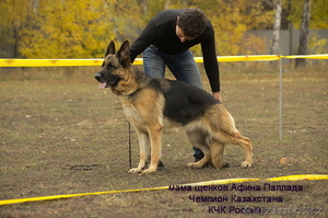 Щенки немецкой овчарки из питомника 