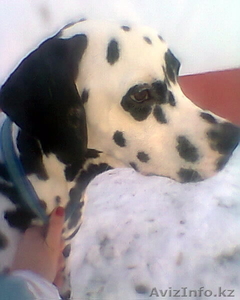  Продам Хорошую Собаку #830988