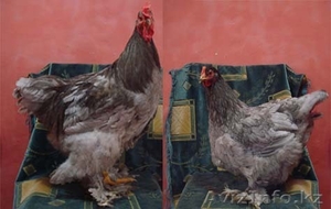 инкубационное яйцо #815514