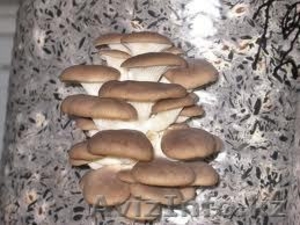 Грибы Вешенки свежие #819346