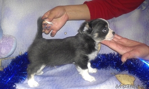 продаются щенки чихуахуа #815660
