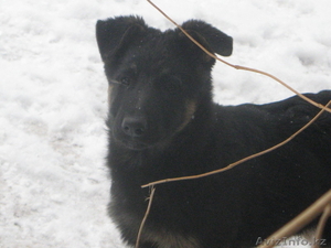 щенки немецкой овчарки от элитных производителей #816323